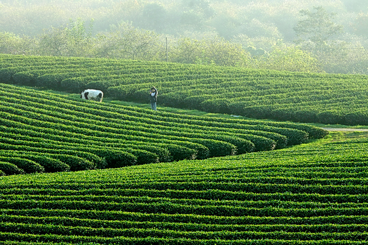 TOUR GHÉP MỘC CHÂU 2 NGÀY